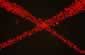 X Nerede